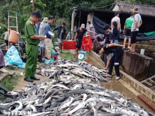 Lai Châu: 11 tấn cá tầm chết bất thường, thiệt hại lên đến hàng tỷ đồng