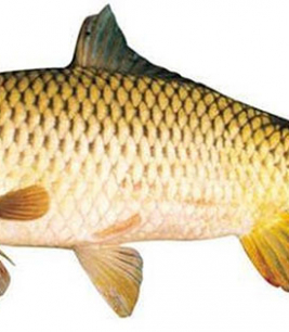 Cá Chép 