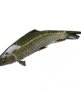 Cá Trắm Đen Đẹp