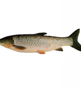Cá Trắm Đen 