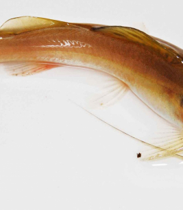 Cá Lăng Vàng Lạ Mắt 