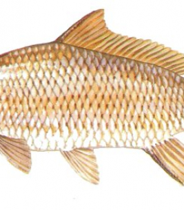 Cá Chép 