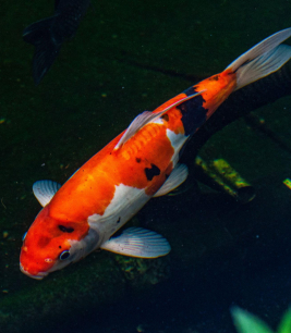 Cá Koi chuẩn giống