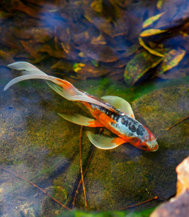Cá Koi bướm