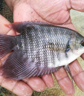 Cá Tai Tượng Đẹp