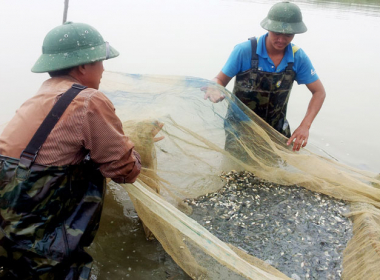 Giá cá rô phi phục hồi, dân khẩn trương vào vụ mới