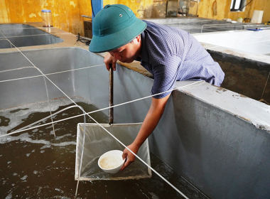 Giống thủy sản: Yếu tố quyết định hiệu quả nuôi trồng