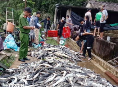Lai Châu: 11 tấn cá tầm chết bất thường, thiệt hại lên đến hàng tỷ đồng