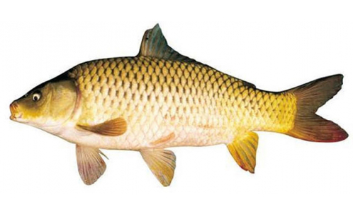 Cá Chép 