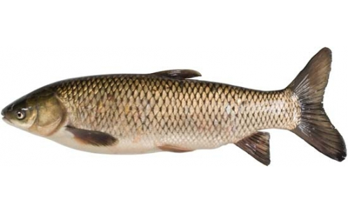 Cá Trắm Đen Lạ Mắt 