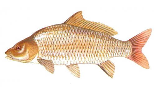 Cá Chép 
