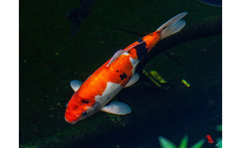 Cá Koi chuẩn giống