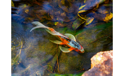 Cá Koi bướm