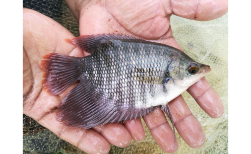 Cá Tai Tượng Đẹp